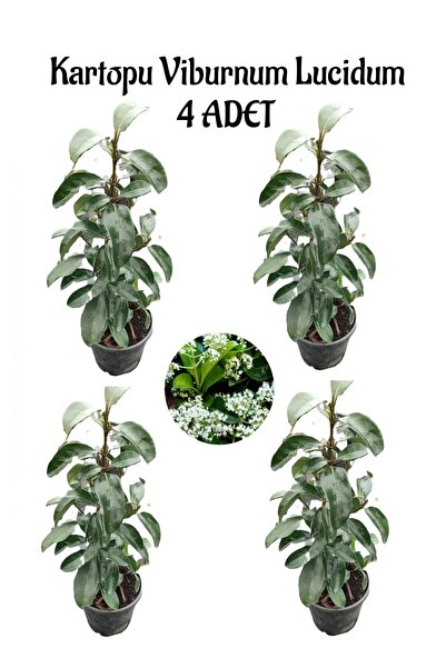 Bitkim Sende Kartopu Viburnum Lucidum 4 ADET 60-80 cm Saksılı Dış Mekan Bahçe...