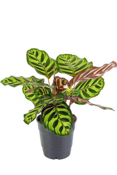 bikaktüsdünyasi Calathea Makoyana - Tavus Kuşu Dua Çiçeği Midi - 30 Cm