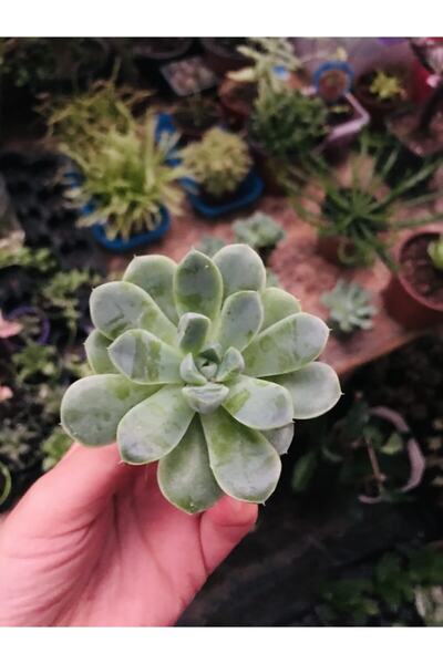 Echeveria Elegance 5.5cm in Pot