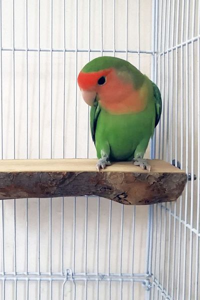 Alyones 2 Pack Bird Stand Wooden Entertainment Platform Natural Wooden Perch