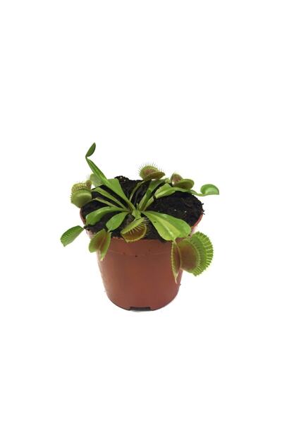 Betonish Dionaea Muscipula (SİNEK KAPAN)