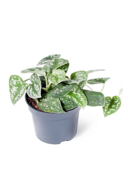 Cemre Garden Scindapsus Pictus Argyraeus - Salon Sarmaşığı Satin - Ev Ofis Salon Iç Mekan Bitkisi - 30 Cm