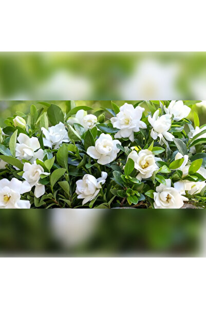 CC Gardenya Yoğun Kokulu 20-30cm 1 yaşında tüplüdür