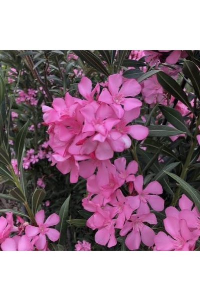 körfezgardens Pembe Renk Zakkum Çiçeği 95 cm