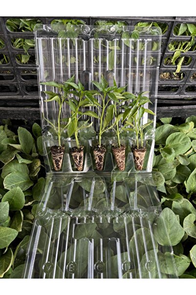 AAC TARIM 5 adet karpuz 5 adet kavun 5 adet salatalık 5 adet biber 5 adet dom...