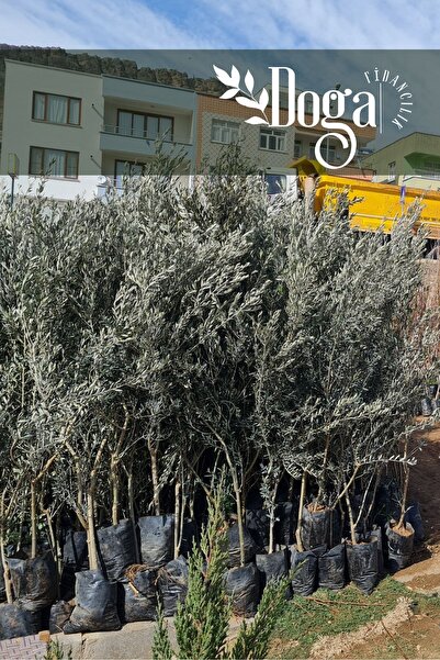 DOĞA FİDANCILIK 1.5 Metre Aşılı Gemlik Trilye Zeytin Fidanı 5 Yaş