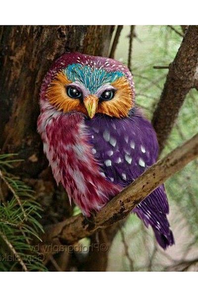 MARCEL SANAT Owl Diamond Mosaic Painting 41x51 Cm