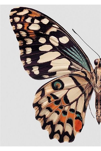 MARCEL SANAT Patterned Butterfly Diamond Mosaic Painting 35x50cm