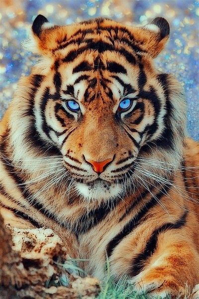 MARCEL SANAT Beautiful Tiger Diamond Mosaic Painting 30x45cm