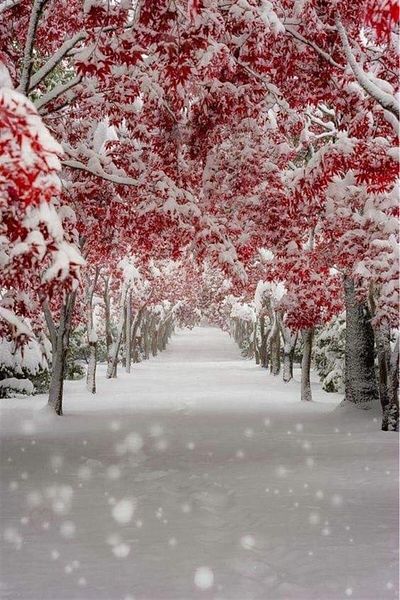 MARCEL SANAT Diamond Mosaic Painting with Red Flowering Trees on the Snowy Road 36x56cm