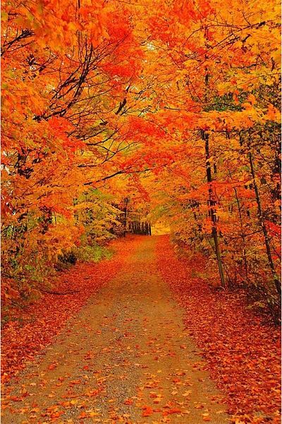 MARCEL SANAT Forest Road in Autumn Diamond Mosaic Painting 35x55cm