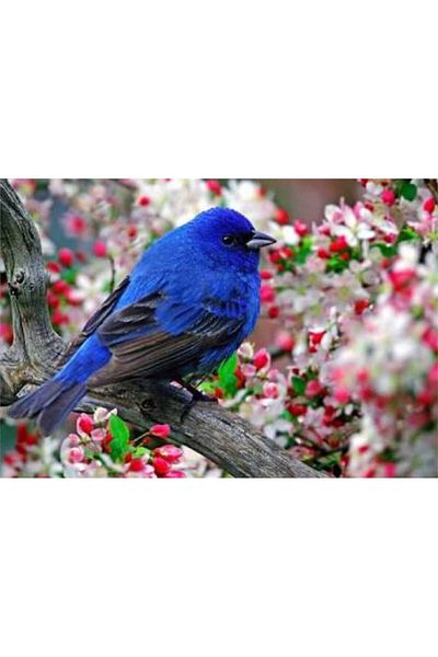 MARCEL SANAT Blue Fence Bird Diamond Mosaic Painting 27x40 Cm