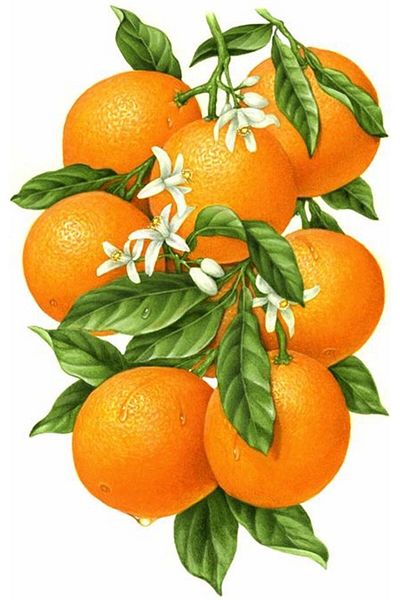 MARCEL SANAT Orange And Flowers Diamond Mosaic Painting 33x51cm
