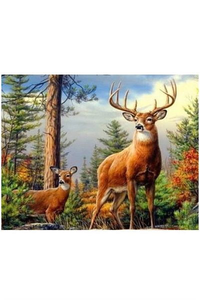 dialands Deer - Stylish and Comfortable Design