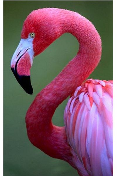 dialands Pelican Design