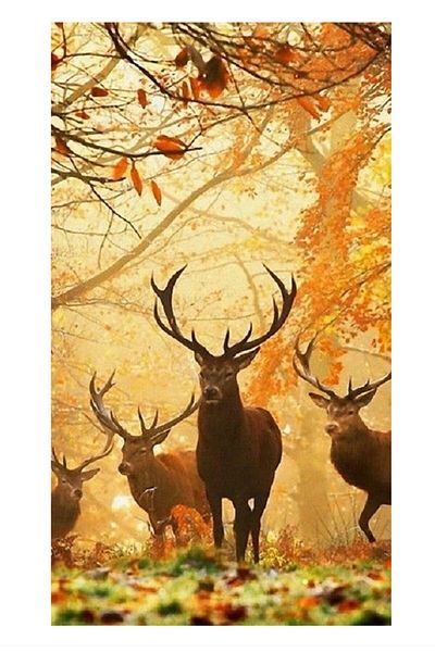 dialands Deer - Stylish and Comfortable Design