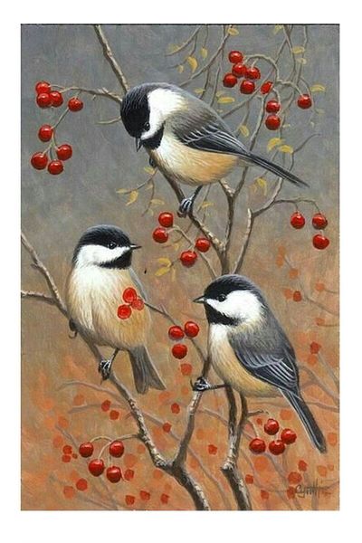 dialands Birds - Comfortable and Stylish Design