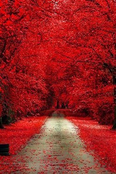 MARCEL SANAT Diamond Mosaic Painting Walkway in Red Tree Forest 35x55cm