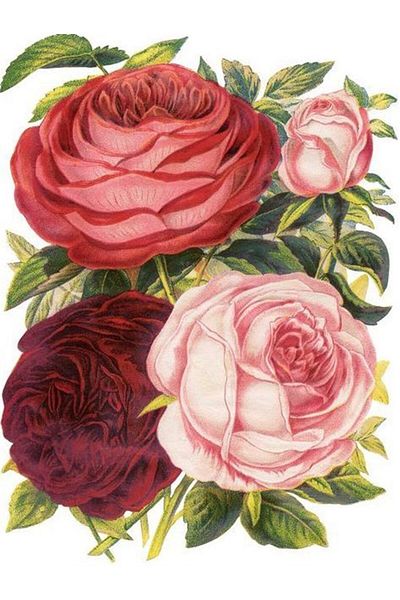 Marcel Kristal Tablo Scented Roses Marcel Art Diamond Mosaic Painting 33x43cm
