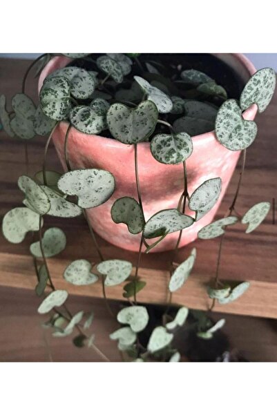 SUKULENTİSTANBUL Ceropegia Woodii Kalp Kalbe Karşı Bitkisi - Seramik Saksılı - Ev Ve Ofis Bitkisi