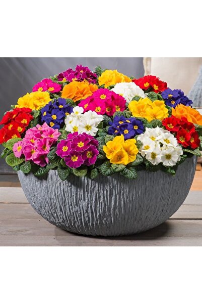 Köy Tohumları 30 Adet Tohum Nadir Organik Karışık Renkli Çuha Çiçeği Tohumu S...