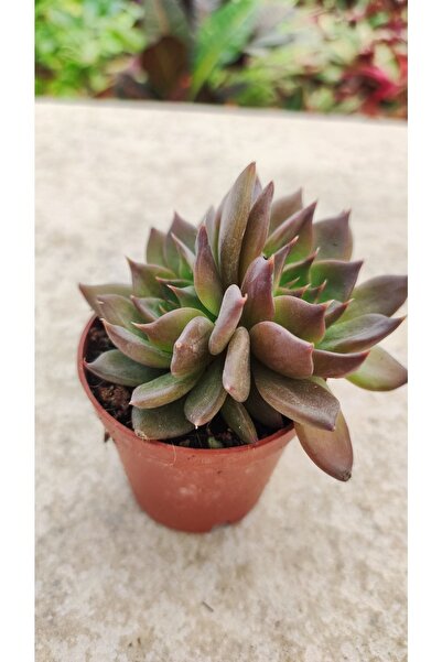 Ravza Çiçekçilik Echeveria Agavoides Romeo (5.5 Cm Saksıda ) (kırmızı Yaprakl...