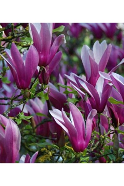 CC Manolya Yaprak Döken Manolya Tüplü 150-180 cm Bulunan Fidan