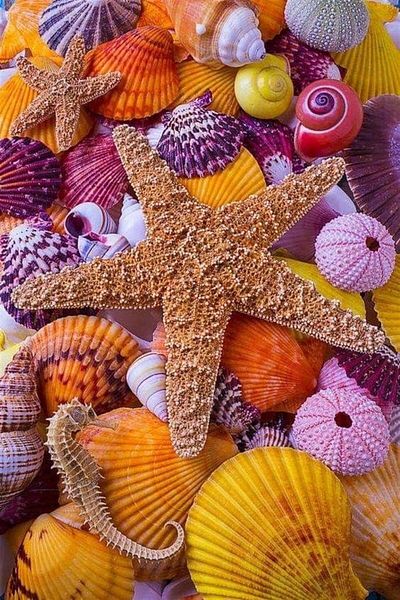 MARCEL SANAT Starfish Diamond Mosaic Painting 38x56 cm