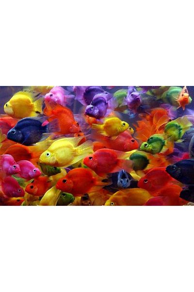 Marcel Kristal Tablo Colorful Fishes Marcel Art Diamond Mosaic Painting 81x51cm