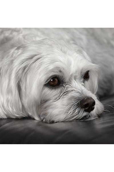 MARCEL SANAT Diamond Mosaic Patterned Maltese Terrier Painting - 50x50cm