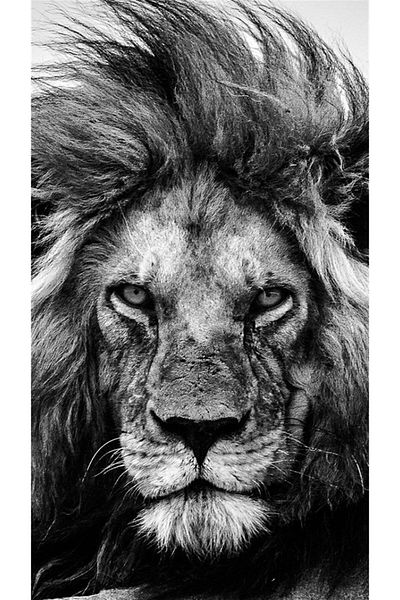 MARCEL SANAT Lion Diamond Mosaic Painting 30X56Cm