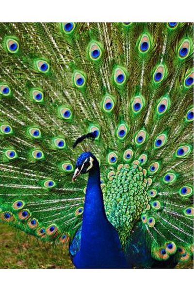 dialands The Bird of Peacocks