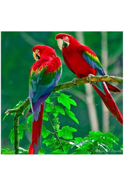 dialands Parrot - Comfortable Uncut Fabric