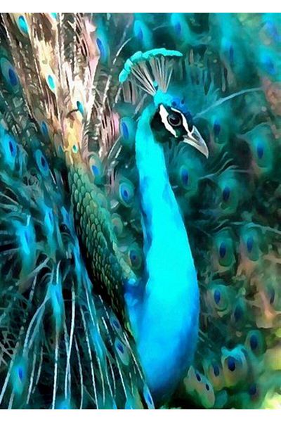 MARCEL SANAT Peacock Diamond Mosaic Painting With Feathers 40x56cm