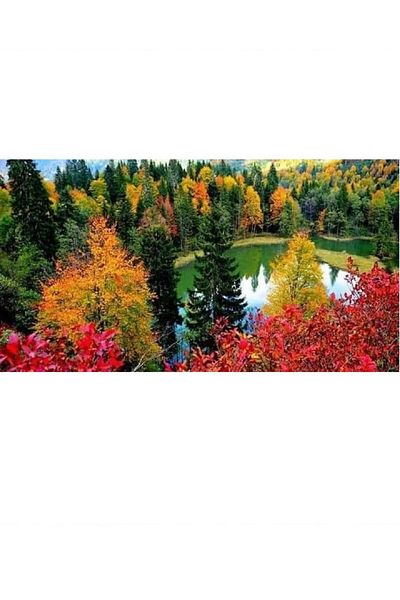 dialands Scenery - Stylish Design and Convenient Comfort Shoes