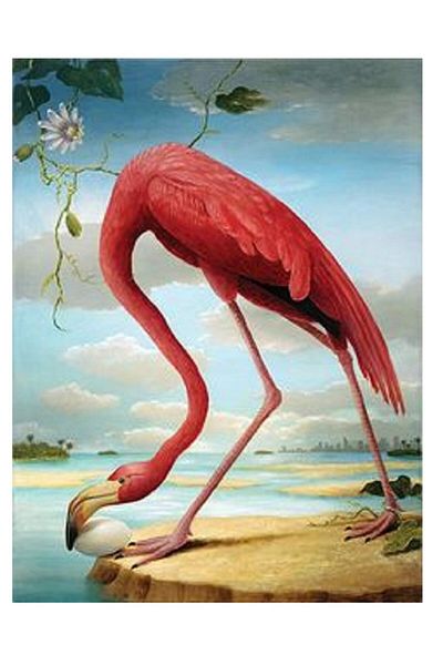 dialands Flamingo - Fashionable and Comfortable Shoes
