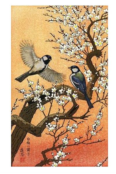 dialands Birds - Comfortable and Stylish Design