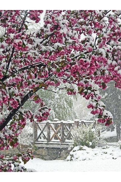 MARCEL SANAT Pink Snow Flowers Diamond Mosaic Painting 41x56cm