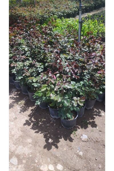 SÖZER Kırmızı Gül Fidanı Tüplü 30 Cm Boy