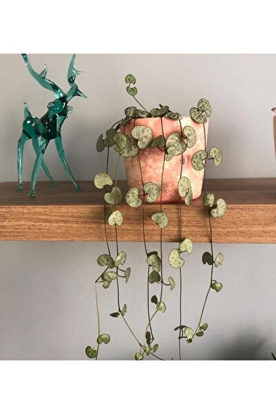 SUKULENTİSTANBUL Ceropegia Woodii Kalp Kalbe Karşı Bitkisi - Seramik Saksılı - Ev Ve Ofis Bitkisi