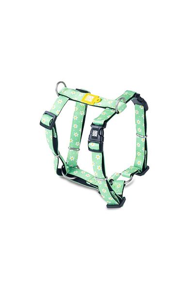 Max & Molly Margarite Colored Dog Collar