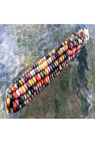 Köy Tohumları 150 Adet Tohum Gökkuşarı Renkli Hint Mısırı Tohumu Organik Ata ...