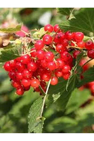 Köy Tohumları 25 Adet Tohum Nadir Bulunan Gileboru Gilaboru Girebolu Bitki To...