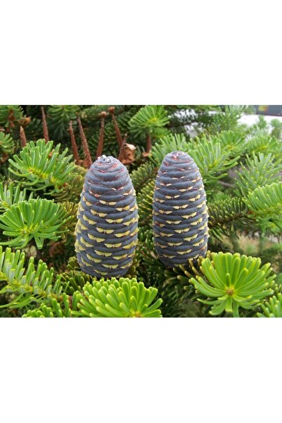 Köy Tohumları 50 Adet Tohum Nadir Akdeniz Orman Göknar Ağacı Ağaç Tohumu Taze...