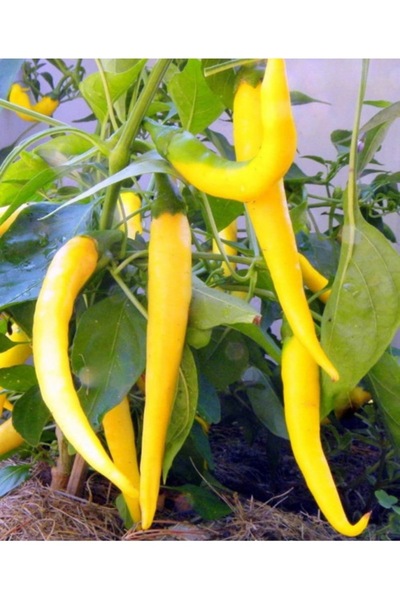 Köy Tohumları 250 Adet Tohum Organik Bahçe Acı Golden Turşuluk Biber Tohumu K...