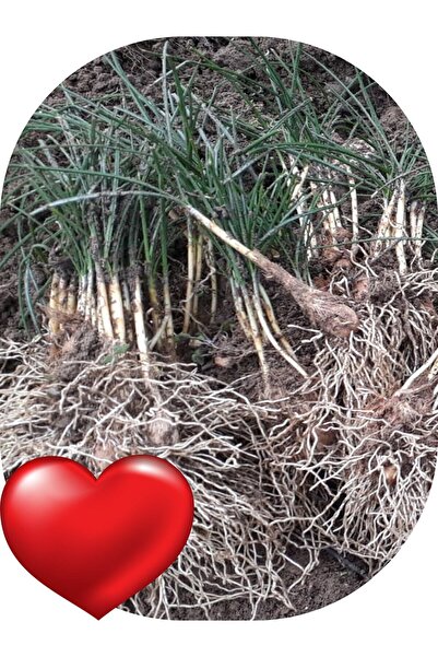 SARI TARIM 50 Adet Safran Fidesi Fidanı Çimlenmiş Filizlenmiş Dikime Hazır Aç...