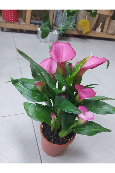 Lina'sFlorist Gala(Gelin Çiçeği), Zantedeschia