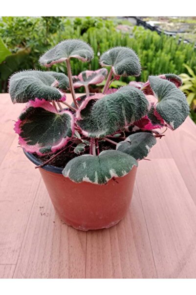 Ravza Çiçekçilik Gelin Teli ( veriegata ) Özel Renk 13 Cm Saksıda