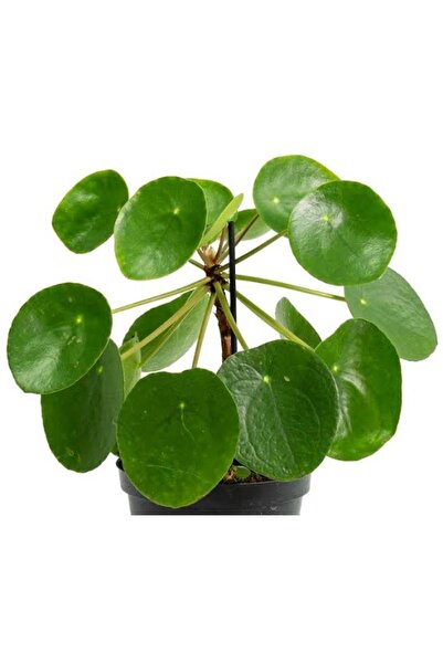 SARMASK Pilea çiçeği -çin parası çiçegi dolgun form (30-45cm) büyük boy