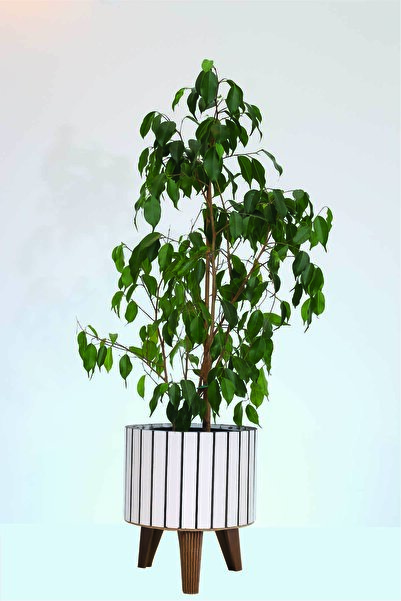 Hakan Mobilya Beyaz Ahşap Modern Kahverengi Ayaklı Yuvarlak Büyük Saksı Dekor...